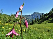 CORNA GRANDE (2089 m) ai Piani di Bobbio da Ceresola di Valtorta il 10 luglio 2021- FOTOGALLERY